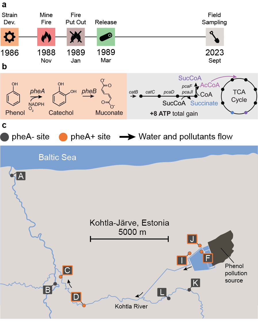 35-year field study of engineered phenol-degrading bacteria released near Kohtla-Järve, Estonia.
