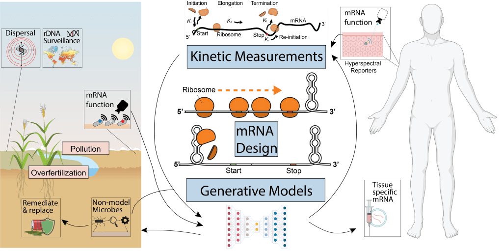 Lab research overview: mRNA design, hyperspectral reporters, and engineered microbes