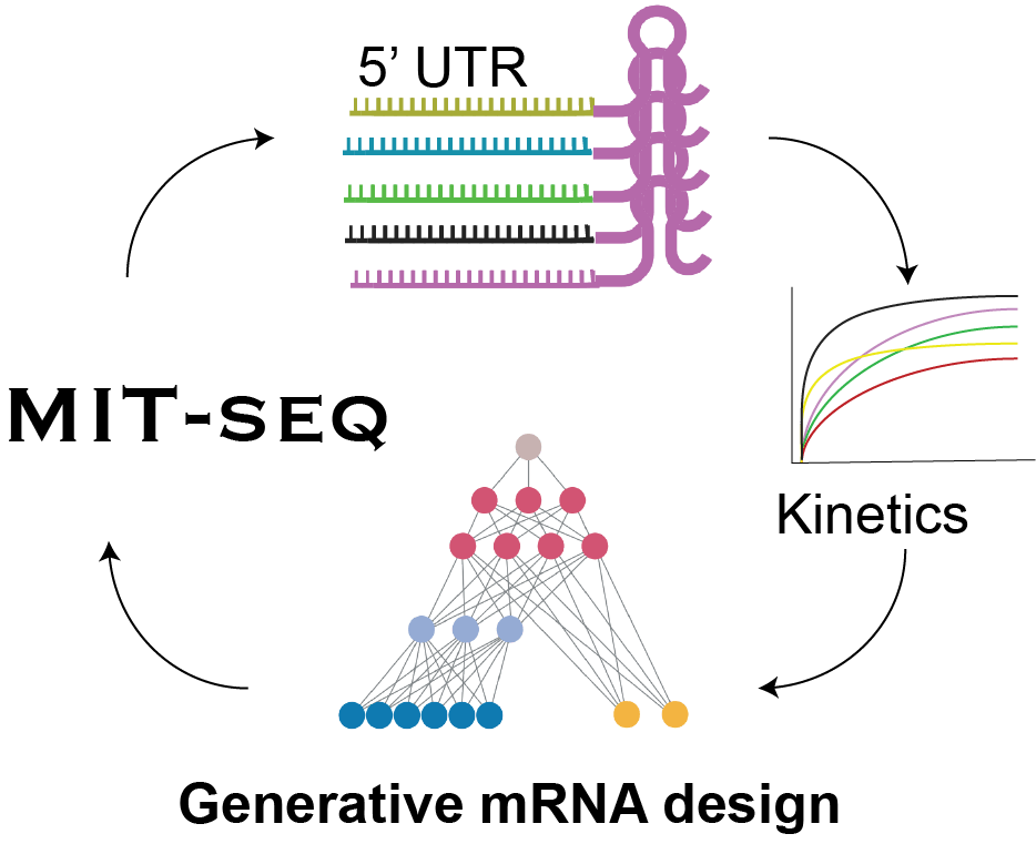 MIT-seq: a closed loop between mRNA sequence design, kinetic measurements, and generative models.