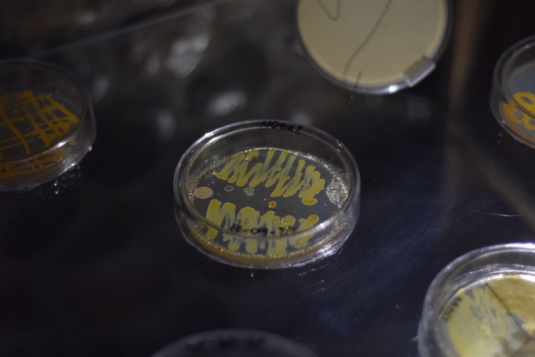 Bacterial colonies on petri dishes